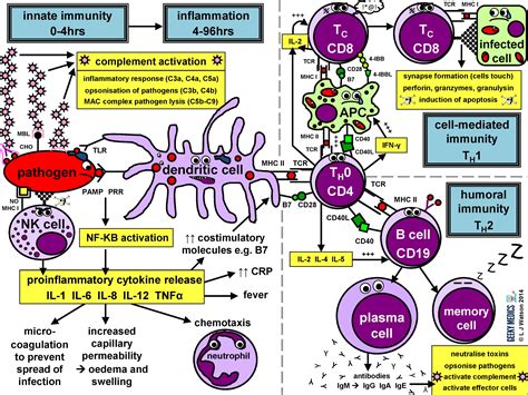  Virus Attack: En digital immunologilektion för hela familjen!